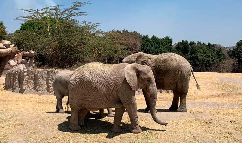 Tour Africam Safari y Pueblo del Ónix con Tour Sin Límites