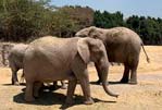 Tour Africam Safari y Pueblo del Ónix con Tour Sin Límites