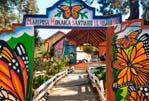 Tour Mariposa Monarca y Angangueo con Tour Sin Límites