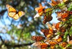 Tour Mariposa Monarca y Angangueo con Tour Sin Límites