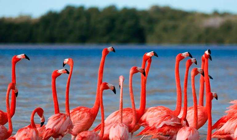 Tour Celestún Ruta del Flamingo con Tour Sin Límites