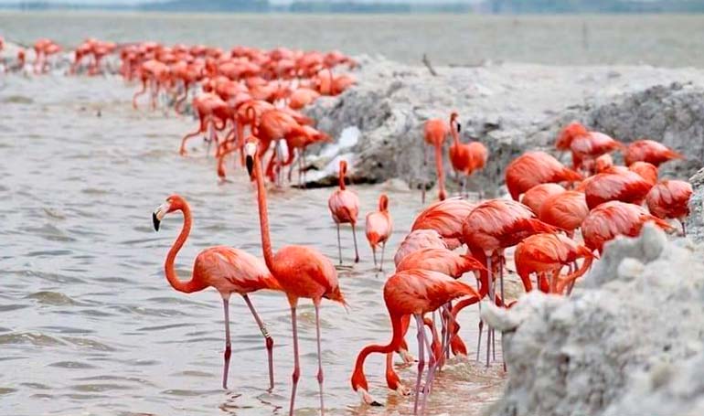 Tour Las Coloradas Río Lagarto con Tour Sin Límites